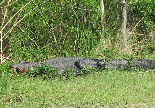 A large alligator is sitting in the grass.