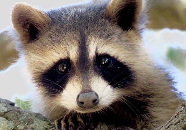 A close up of a raccoon 's face with trees in the background