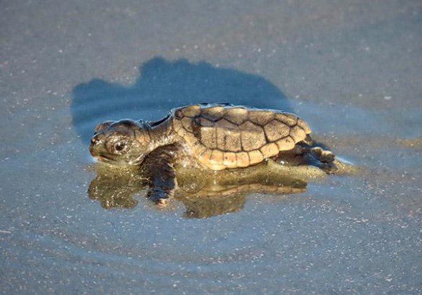 A turtle is swimming in the water.