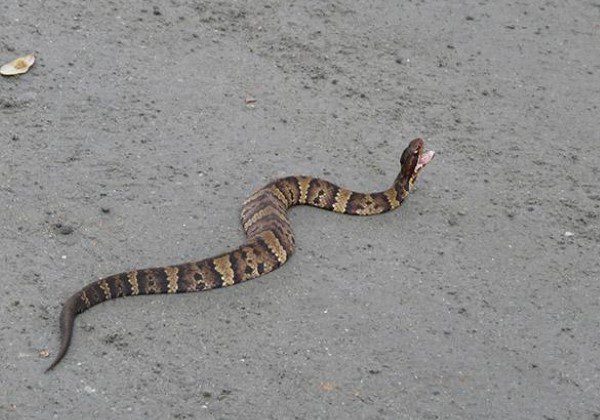 A snake is walking on the ground in front of a building.