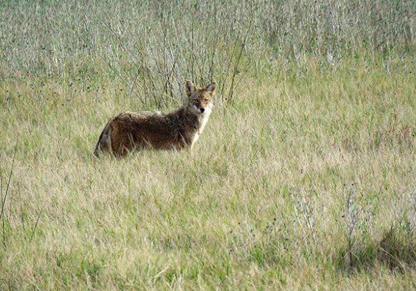 A dog standing in the middle of a field.