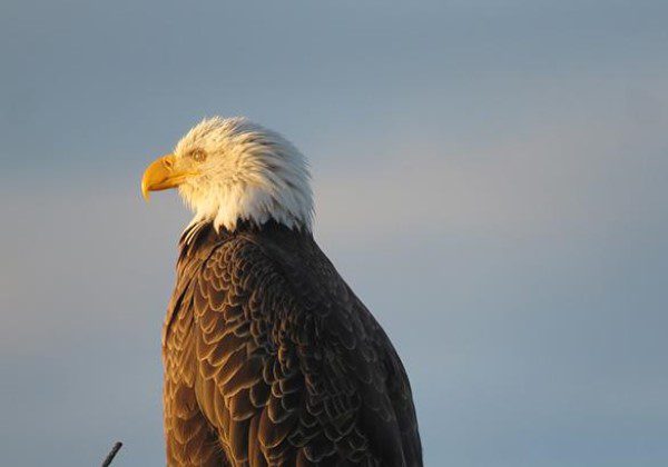 A bald eagle is standing on top of a tree.