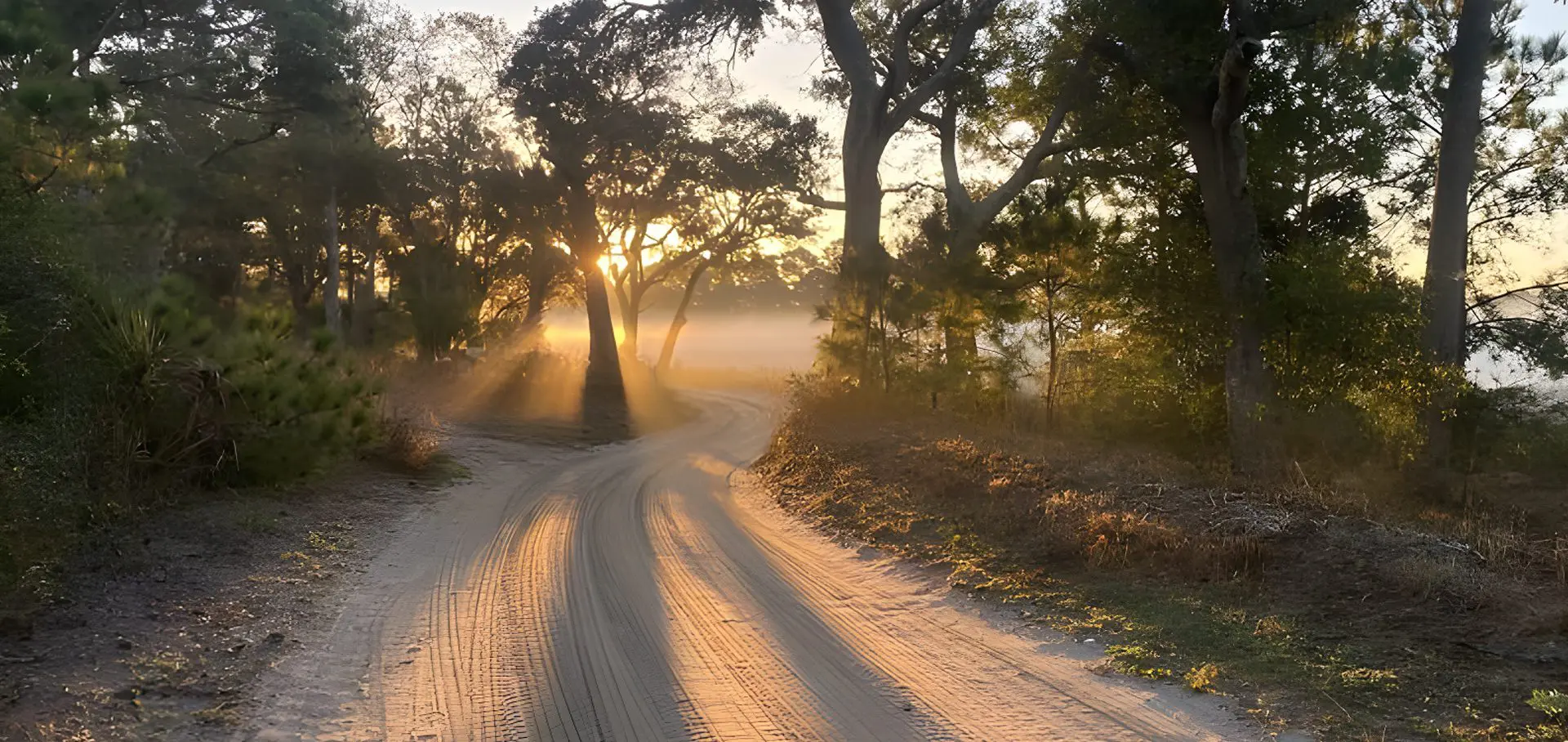 A dirt road going through the woods at sunset.