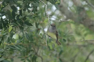 A bird is sitting on the branch of a tree.