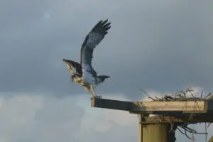 A bird flying over the top of a wooden post.