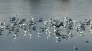 A flock of birds flying over water.