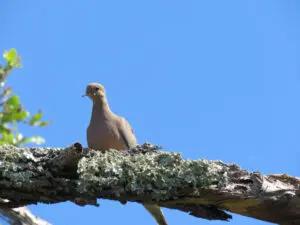 A bird sitting on top of a tree branch.