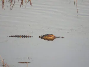 A large alligator is swimming in the water.