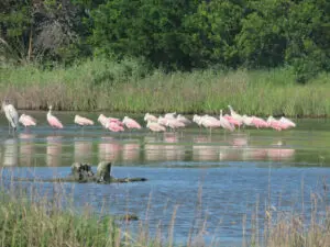 A flock of pink flamingos in the water.