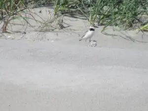 A bird is walking on the sand near some grass.