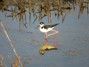 A black and white bird standing in shallow water.