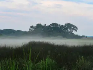 A foggy day with trees and grass in the foreground.