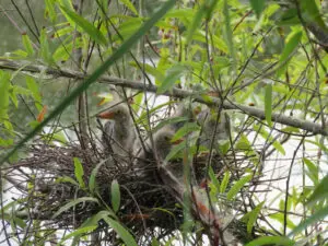 A bird nest in the middle of a tree.