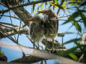 Two birds are sitting in a tree together.