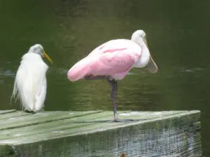 Two birds sitting on a dock next to water.