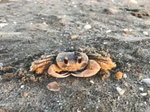 A crab is sitting in the dirt on the ground.