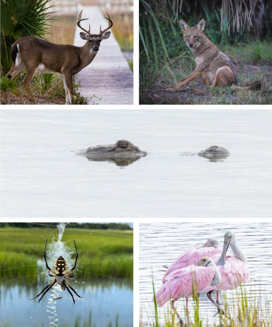 Wildlife collage: deer, coyote, alligator, spider, spoonbills