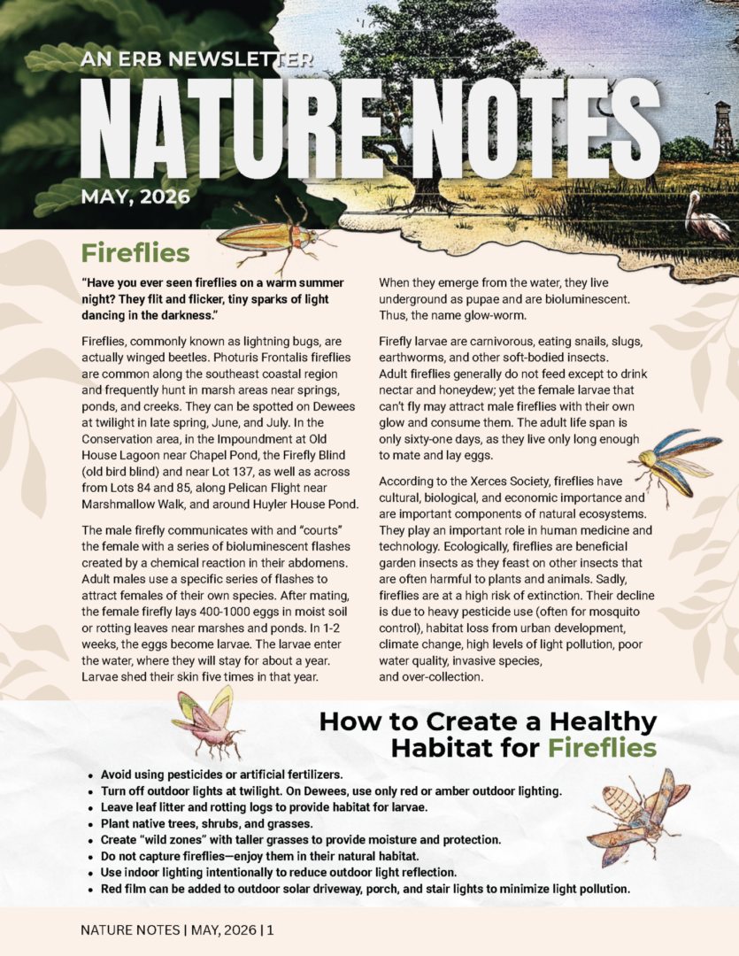Nature Notes May 2026 cover - Fireflies