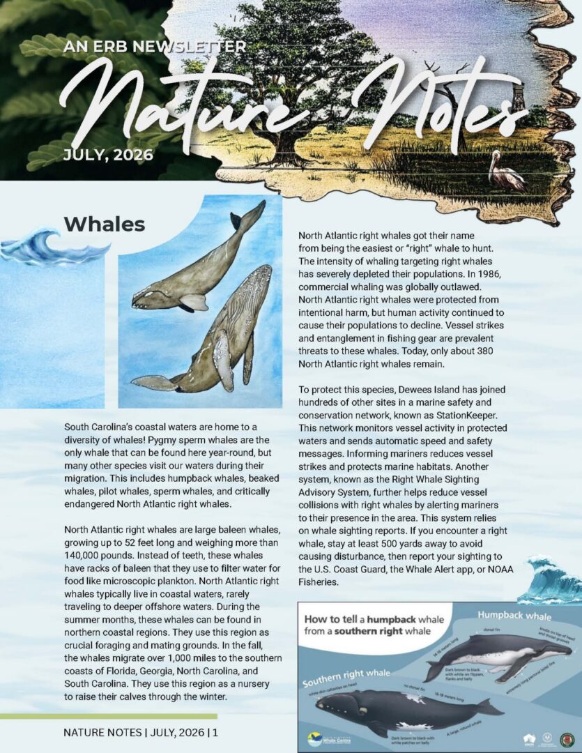 Nature Notes July 2026 cover - Whales