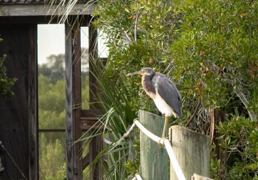Dewees Bird Blind Photo courtesy of JMB Photography